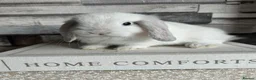 Mini Lop rabbits for sale: 🦋 Mini lop Babys 🦋 - Advert 3