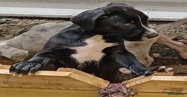 Mixed Breed dogs - Advert 14