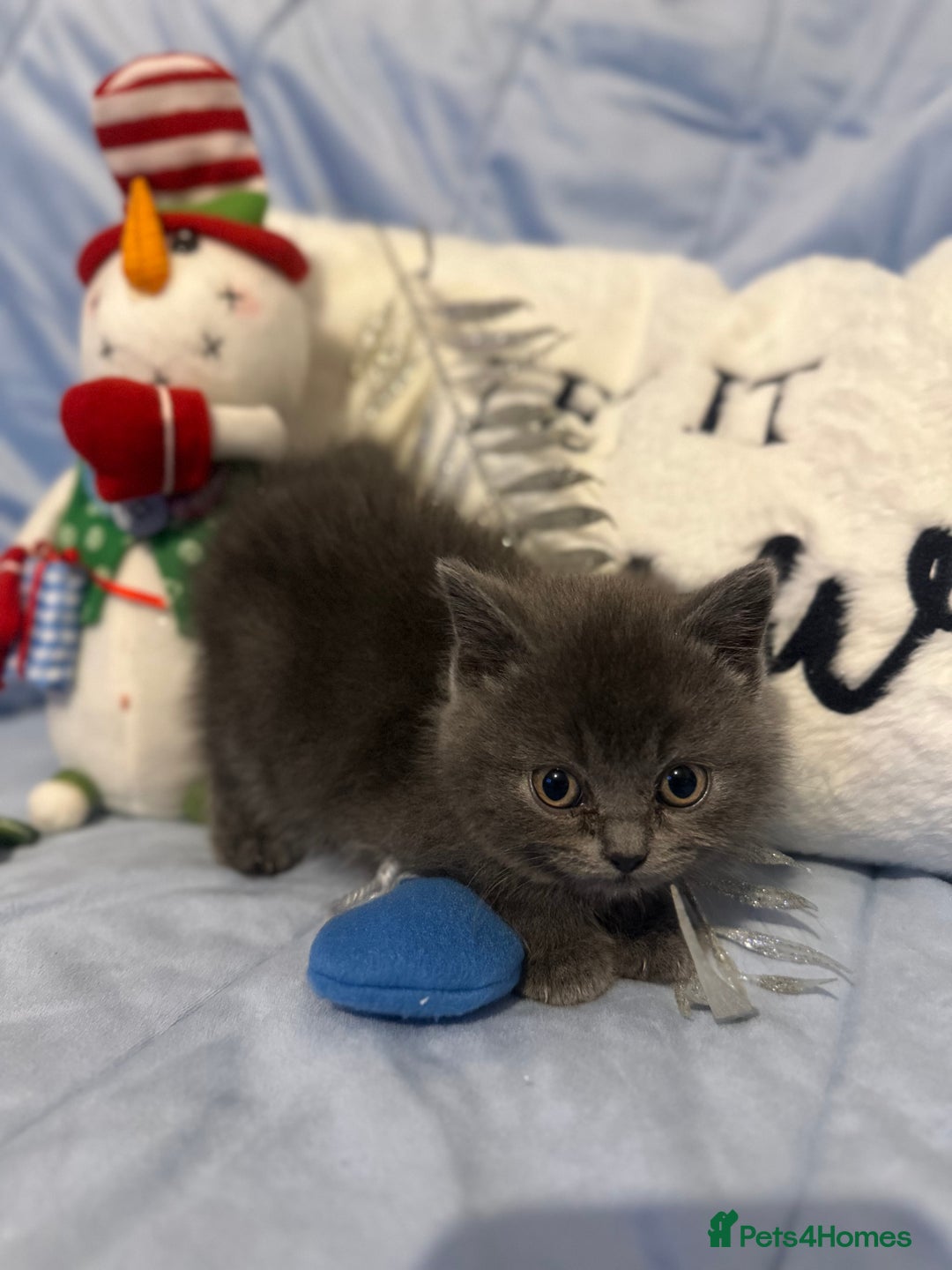 British Shorthair cats for sale: British short haired kittens - Advert 3