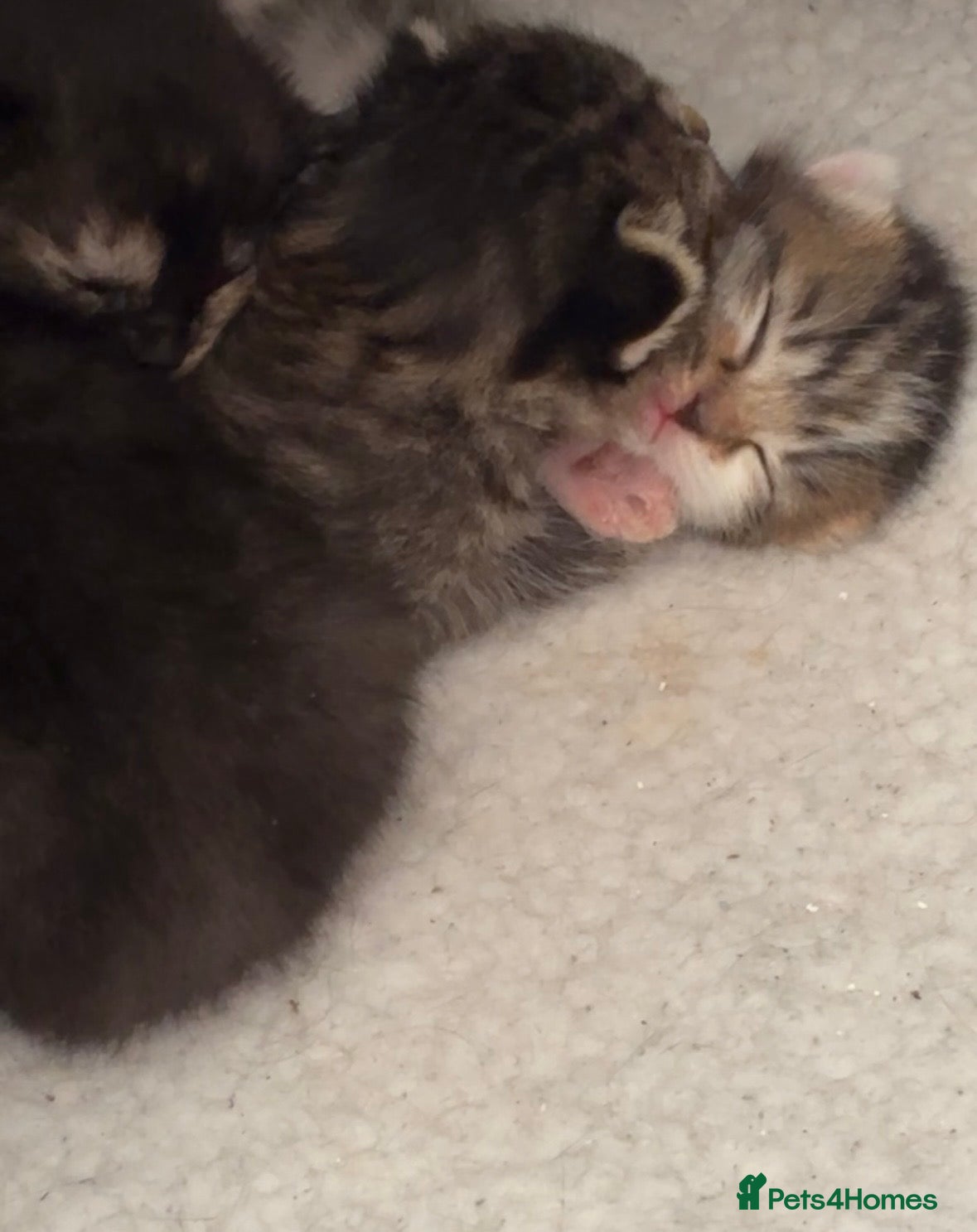 Mixed Breed cats Mixed breed kittens - Advert 20