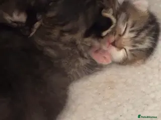 Mixed Breed cats Mixed breed kittens - Advert 20