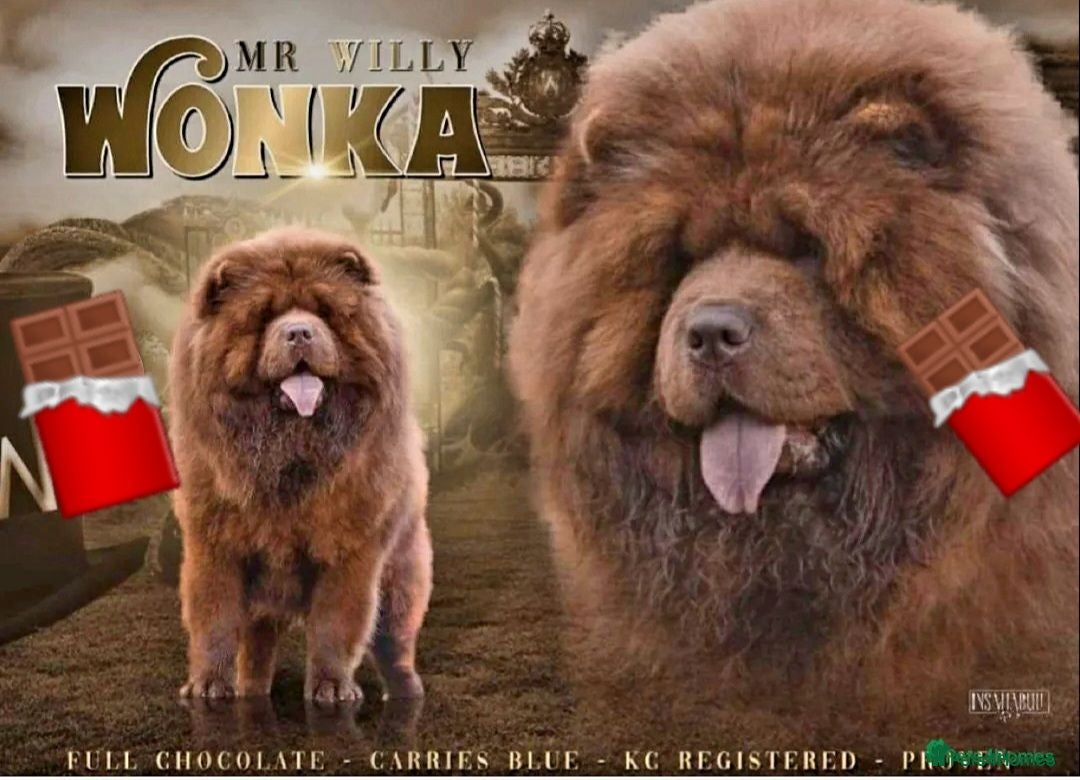 Chow Chow dogs Mr Willy Wonka For Stud! - Advert 2