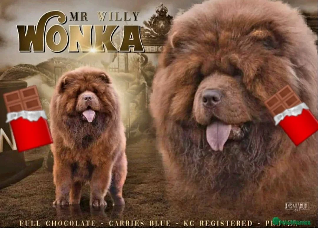 Chow Chow dogs for stud: Mr Willy Wonka For Stud! - Advert 1