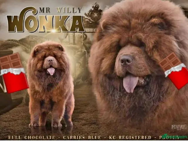 Chow Chow dogs Mr Willy Wonka For Stud! - Advert 1