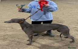 Whippet dogs for stud: KC Proven Whippet For Stud in Billingshurst - Image 3