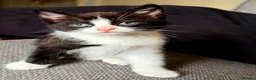 Mixed Breed cats for sale: Kittens Are Looking for a New Loving Home  - Advert 3