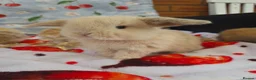 Mini Lop rabbits for sale: Paisley's Bunny Barn  - Advert 2