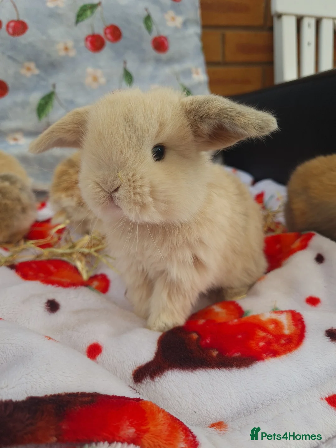 Mini Lop rabbits for sale: Paisley's Bunny Barn  - Advert 2