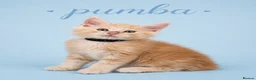 Maine Coon cats for sale: 🧡 Pedigree TICA Registered Maine Coon Kittens 🧡 - Advert 3