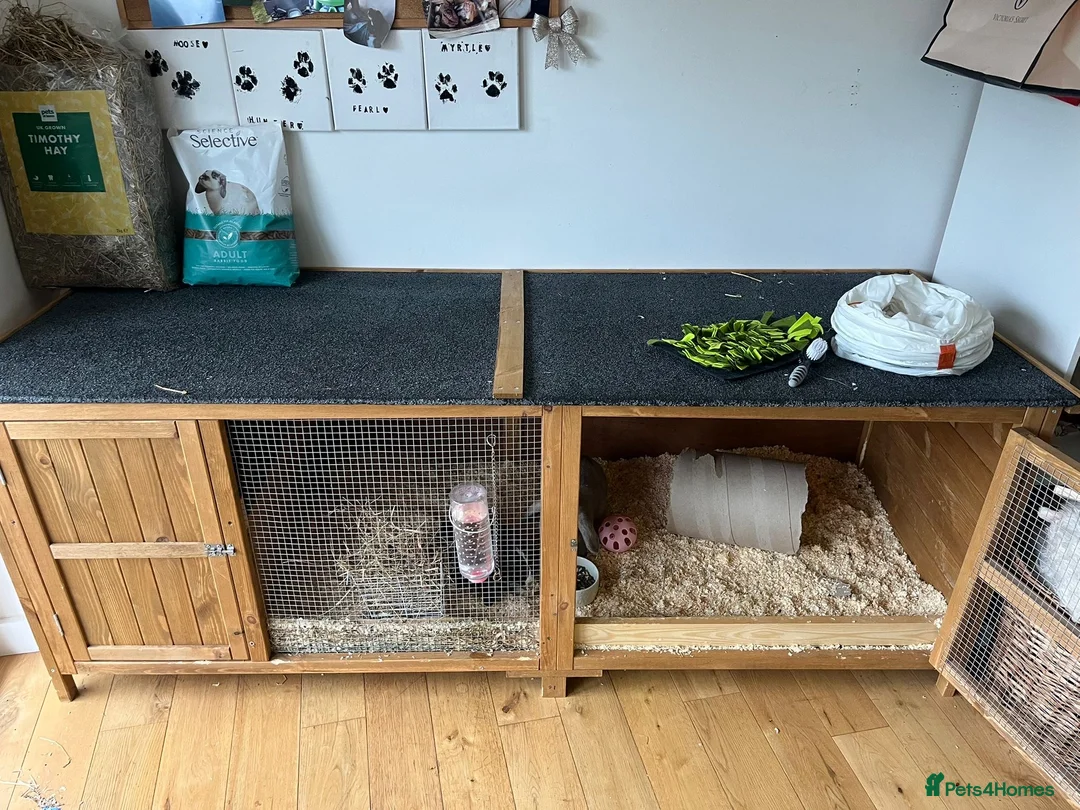 Mini Lop rabbits for sale: 1 mini lop and 1 lop eared rabbit with hutch  - Advert 5