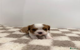 Cavalier King Charles Spaniel dogs for sale: Cavalier King Charles Spaniel  - Image 8