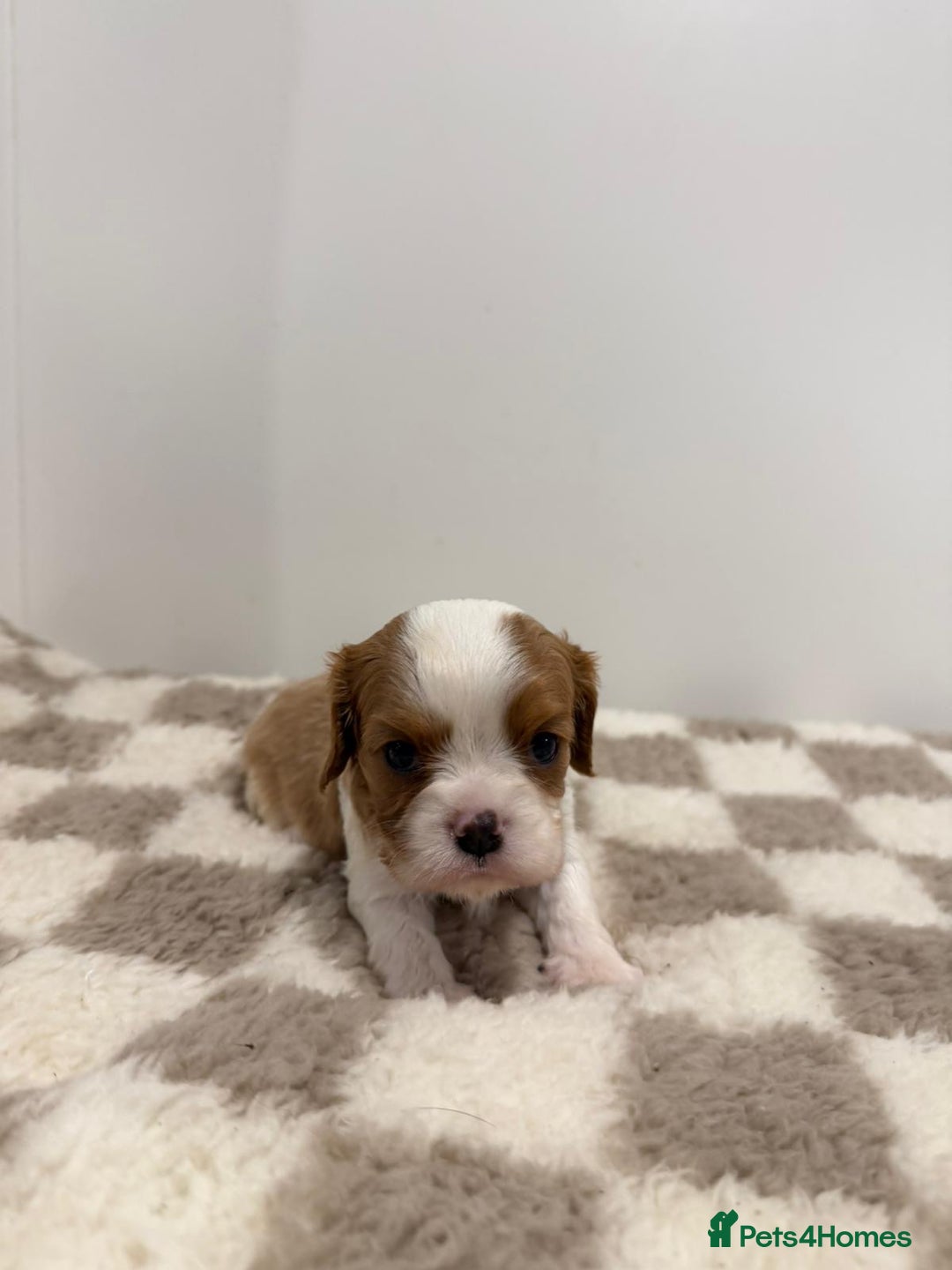 Cavalier King Charles Spaniel dogs for sale: Cavalier King Charles Spaniel  - Image 8