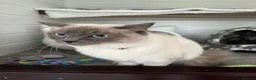 Ragdoll cats for sale: Rocket the Ragdoll in Southport - Advert 6