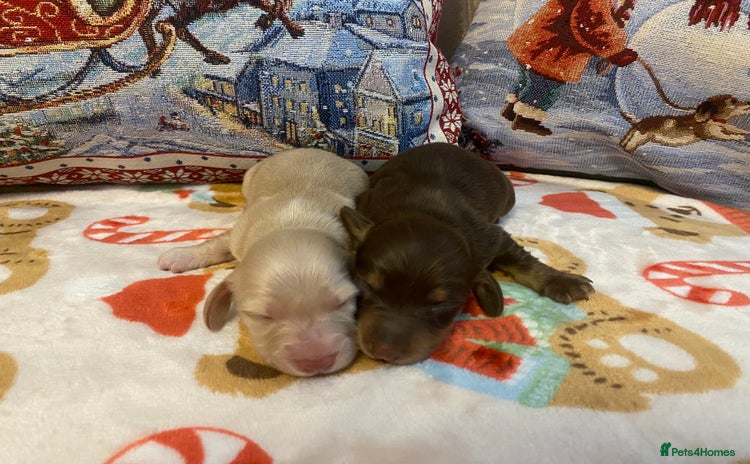 Miniature Dachshund dogs - Advert 10