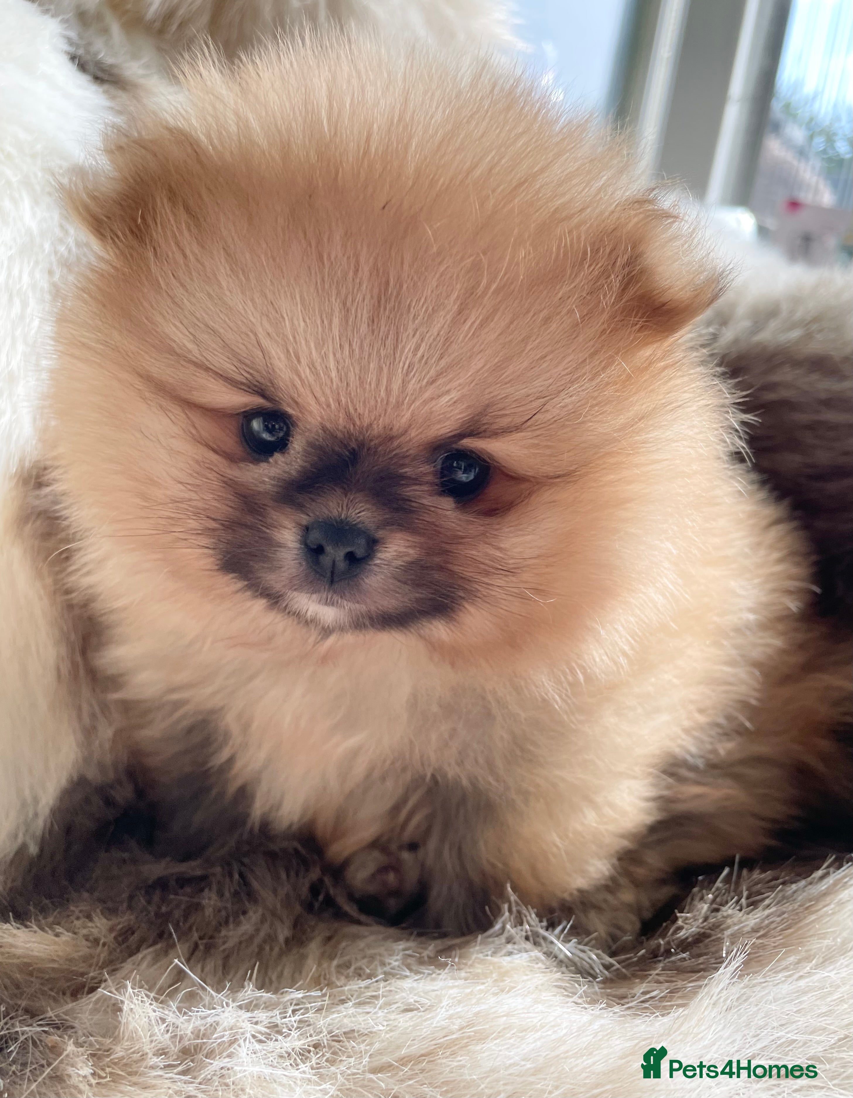 Pomeranian dogs OUTSTANDING SHOW TYPE ORANGE BOY AVAILABLE   - Advert 15