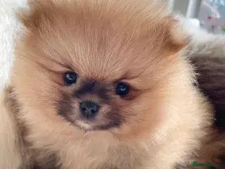 Pomeranian dogs OUTSTANDING SHOW TYPE ORANGE BOY AVAILABLE - Advert 15