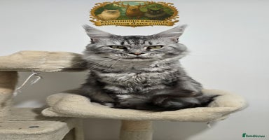 Maine Coon cats - Advert 5