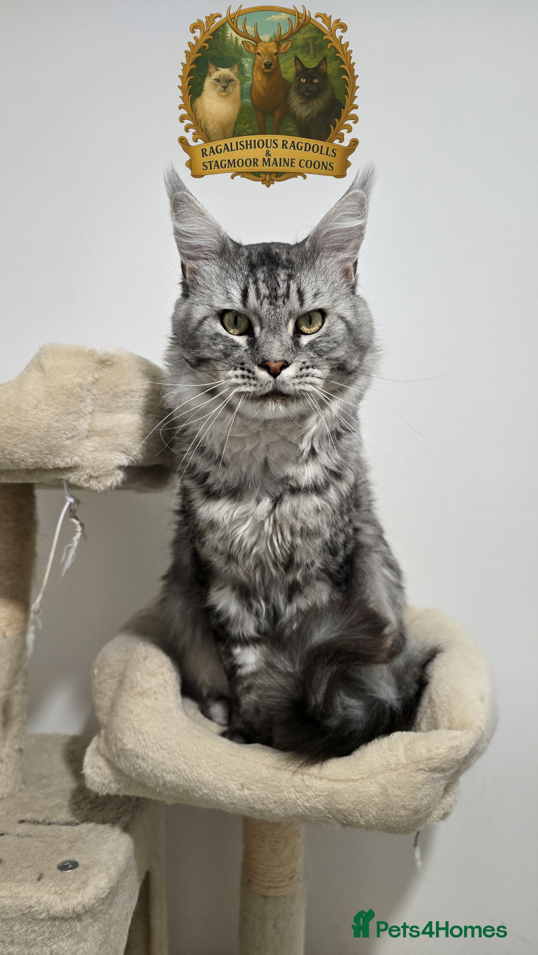 Maine Coon cats for stud: European Champion Lines Carries Shaded GCCF & TICA - Image 4