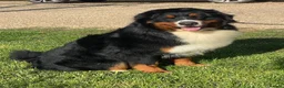 Bernese Mountain Dog dogs for stud: Outstanding kc reg Bernese mountain dog stud - Advert 1