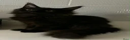 Maine Coon cats for sale: Loving Female Black Maine Coon - 9 Months Old - Advert 3
