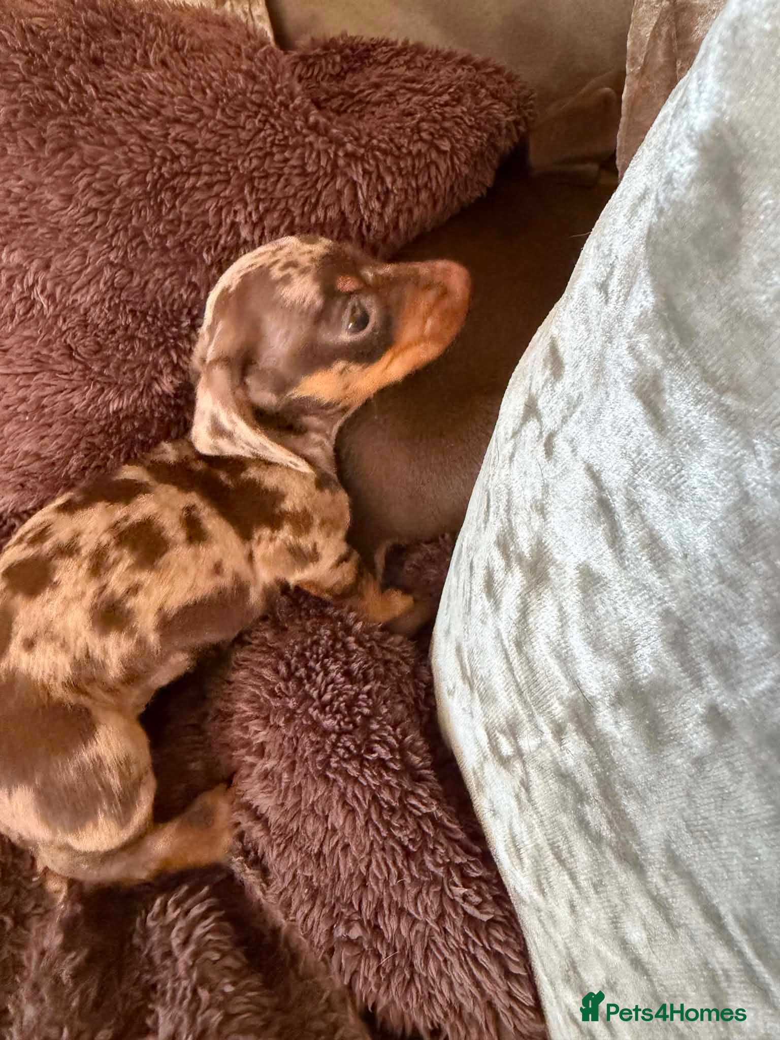 Miniature Dachshund dogs 2 Miniature Dachshunds - Advert 2
