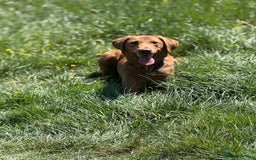Labrador Retriever dogs for sale: Beautiful fox red girl looking for her forever hom - Image 1