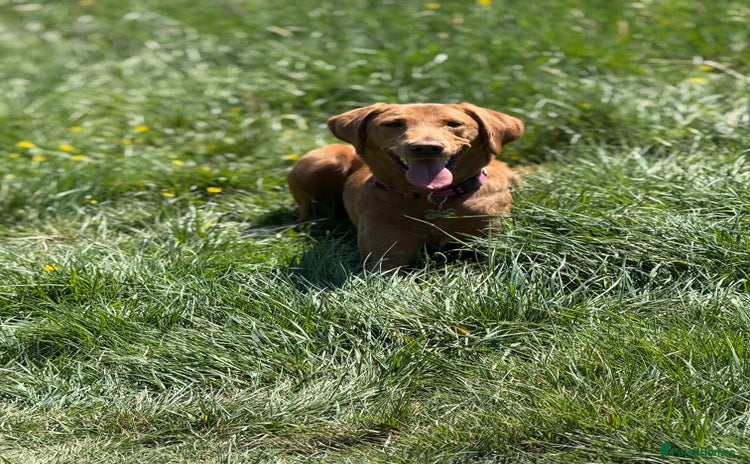 Labrador Retriever dogs - Advert 10