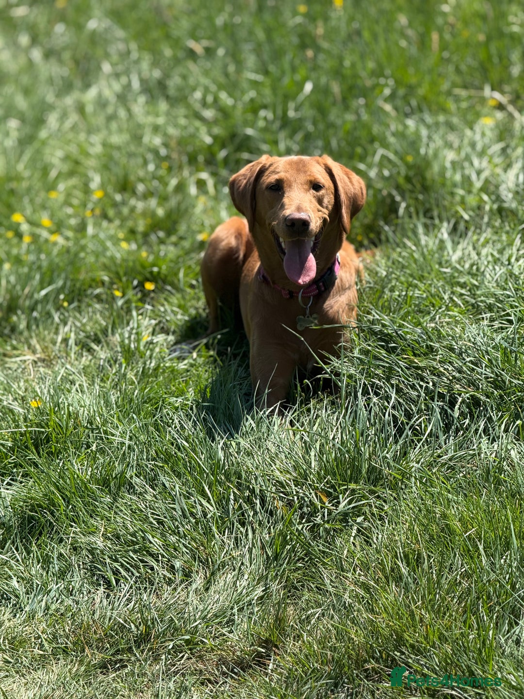 Labrador Retriever dogs for sale: Beautiful fox red girl looking for her forever hom - Image 1