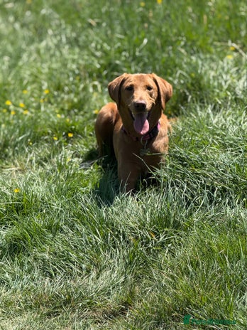 Labrador Retriever dogs - Advert 3