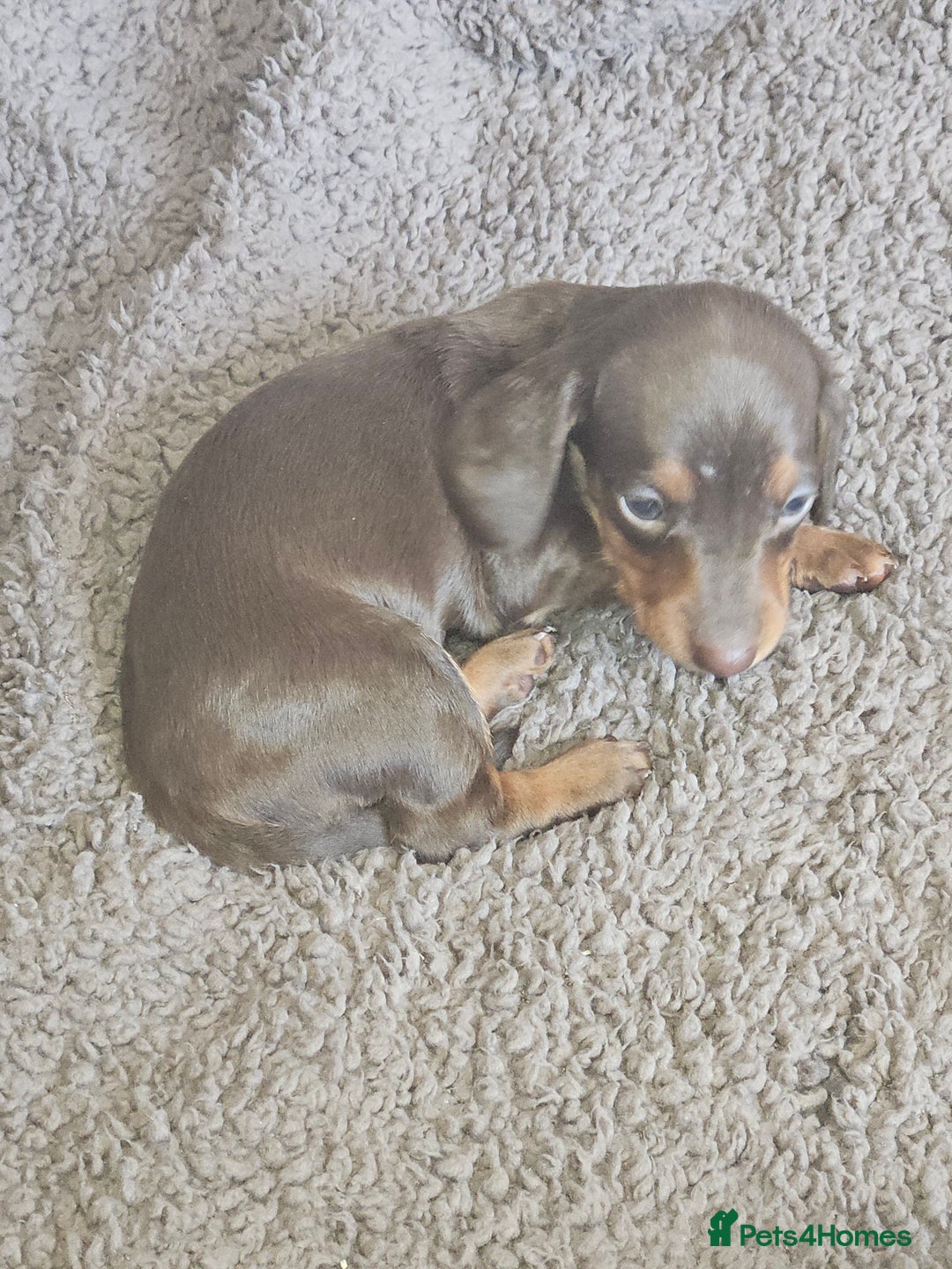 Dachshund dogs for sale: Miniature Dachsunds ready 2/9 - Image 31
