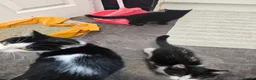 Mixed Breed cats for sale: Beautiful Female Kitten, Ready Now - Advert 5