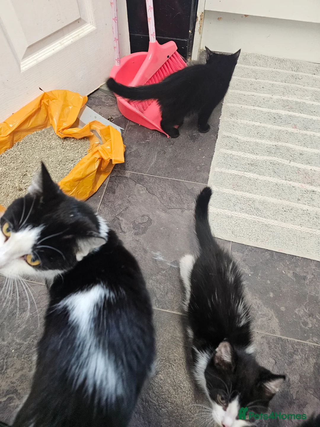 Mixed Breed cats for sale: Beautiful Female Kitten, Ready Now - Advert 5