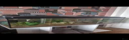Axolotl reptiles for sale: 2 axolotls full set up - Advert 2