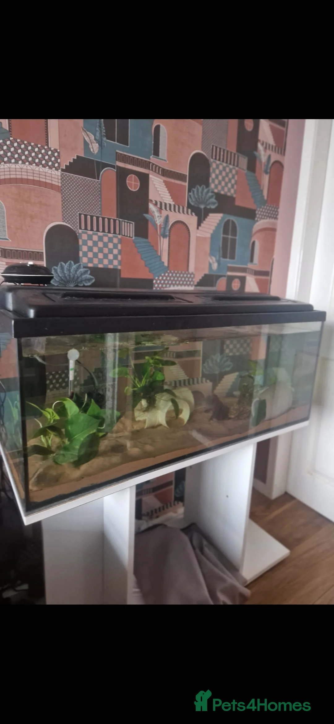 Axolotl reptiles for sale: 2 axolotls full set up - Advert 2
