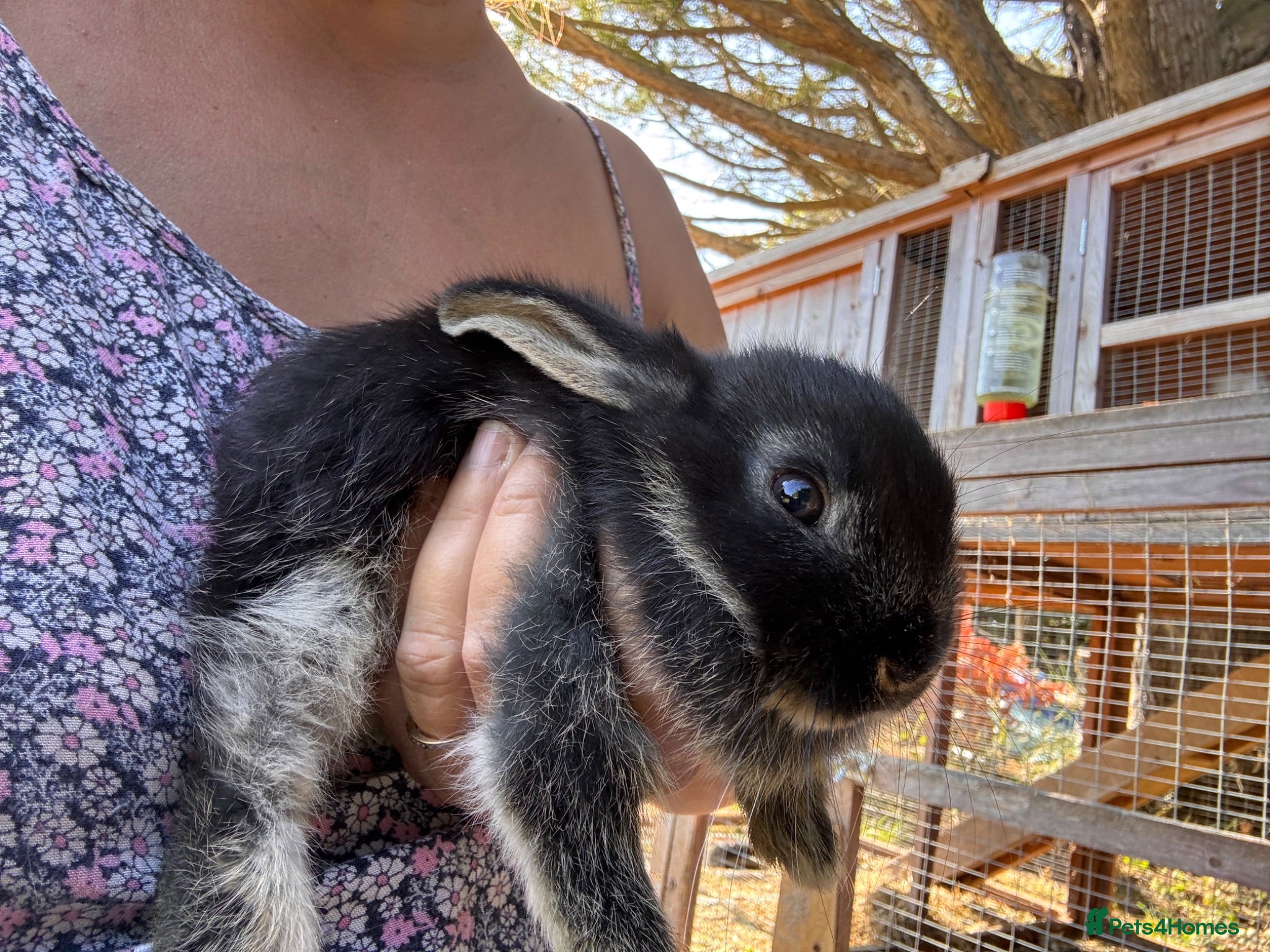 Lionhead rabbits Lionhead Rabbits Dwarf Mini Lops Does / Bucks  - Advert 2