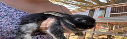 Lionhead rabbits for sale: Lionhead Rabbits Dwarf Mini Lops Does / Bucks  in Romsey - Advert 2