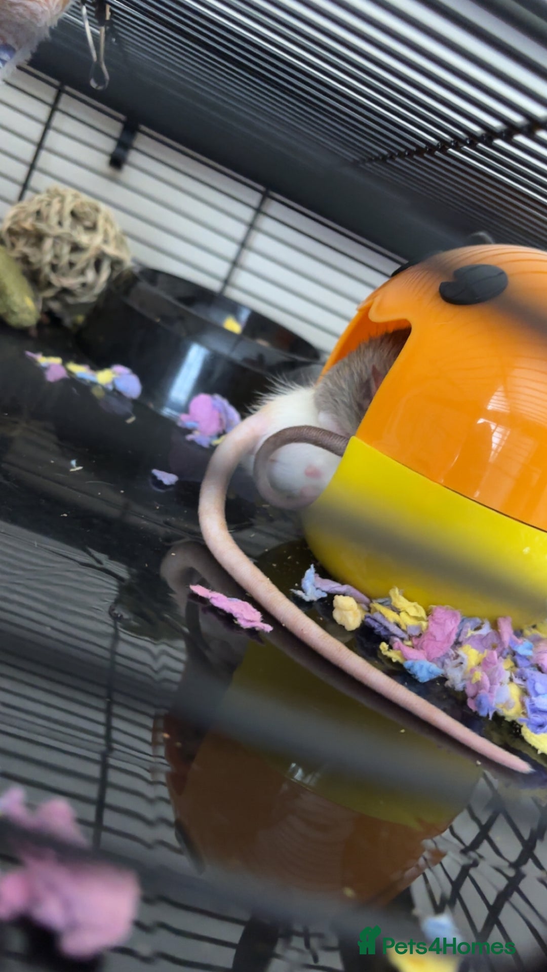 Rat rodents for sale: Two male rats 6 months old - Image 3