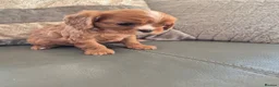 Cavalier King Charles Spaniel dogs for sale: KC Health Clear Cavalier King Charles Boys - Advert 32