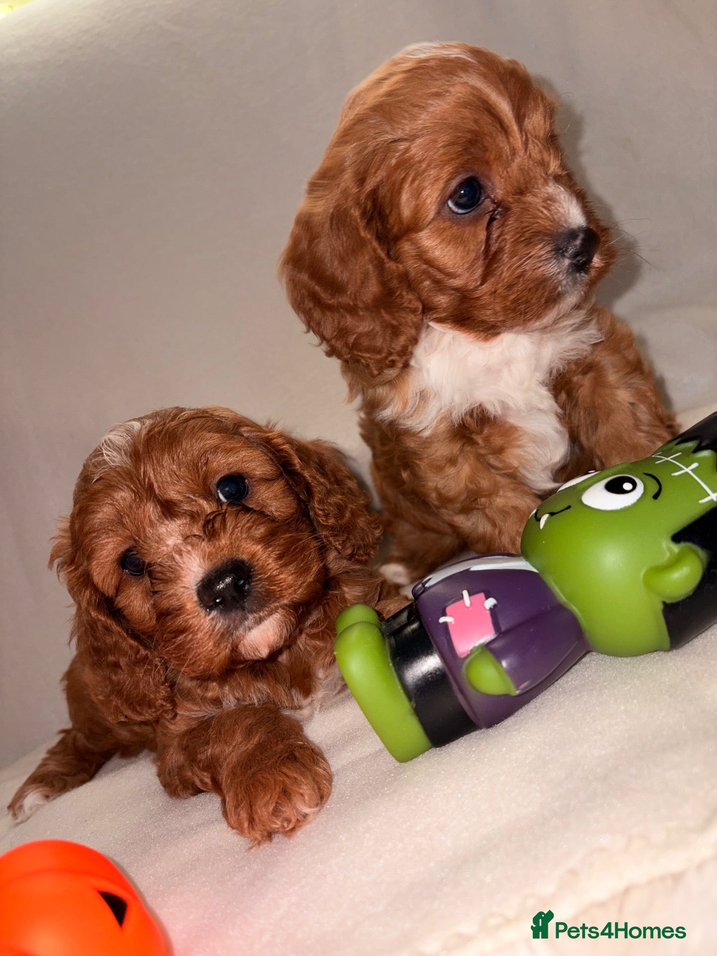 Cavapoo dogs DNA KC Health tested Deep red toy cavapoo puppy’s  - Advert 12