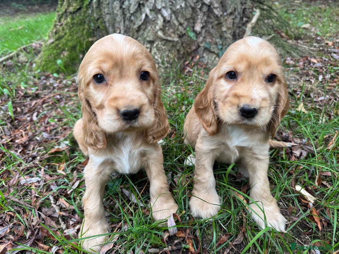 Cocker Spaniel dogs for sale: BEAUTIFUL KC SHOW TYPE COCKER SPANIELS  - Image 28