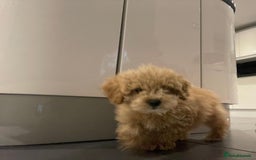 Maltipoo dogs for sale: Gorgeous 3 month old Maltipoo boy 🐶🥰 - Image 6