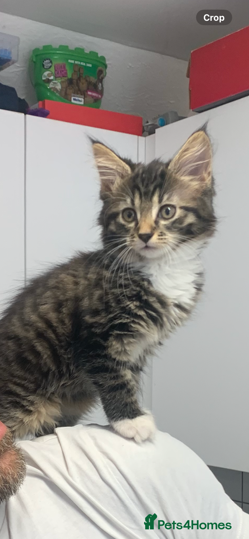 Mixed Breed Kitten 2