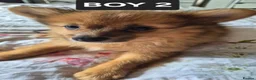 Pomeranian dogs for sale: Fox face pomeranians - Advert 4