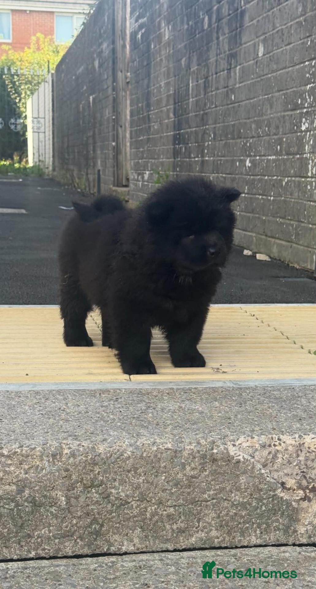 Chow Chow dogs 🔊 REDUCED🔊 3 KC Registered Chow Chow Puppies 🐾 - Advert 5
