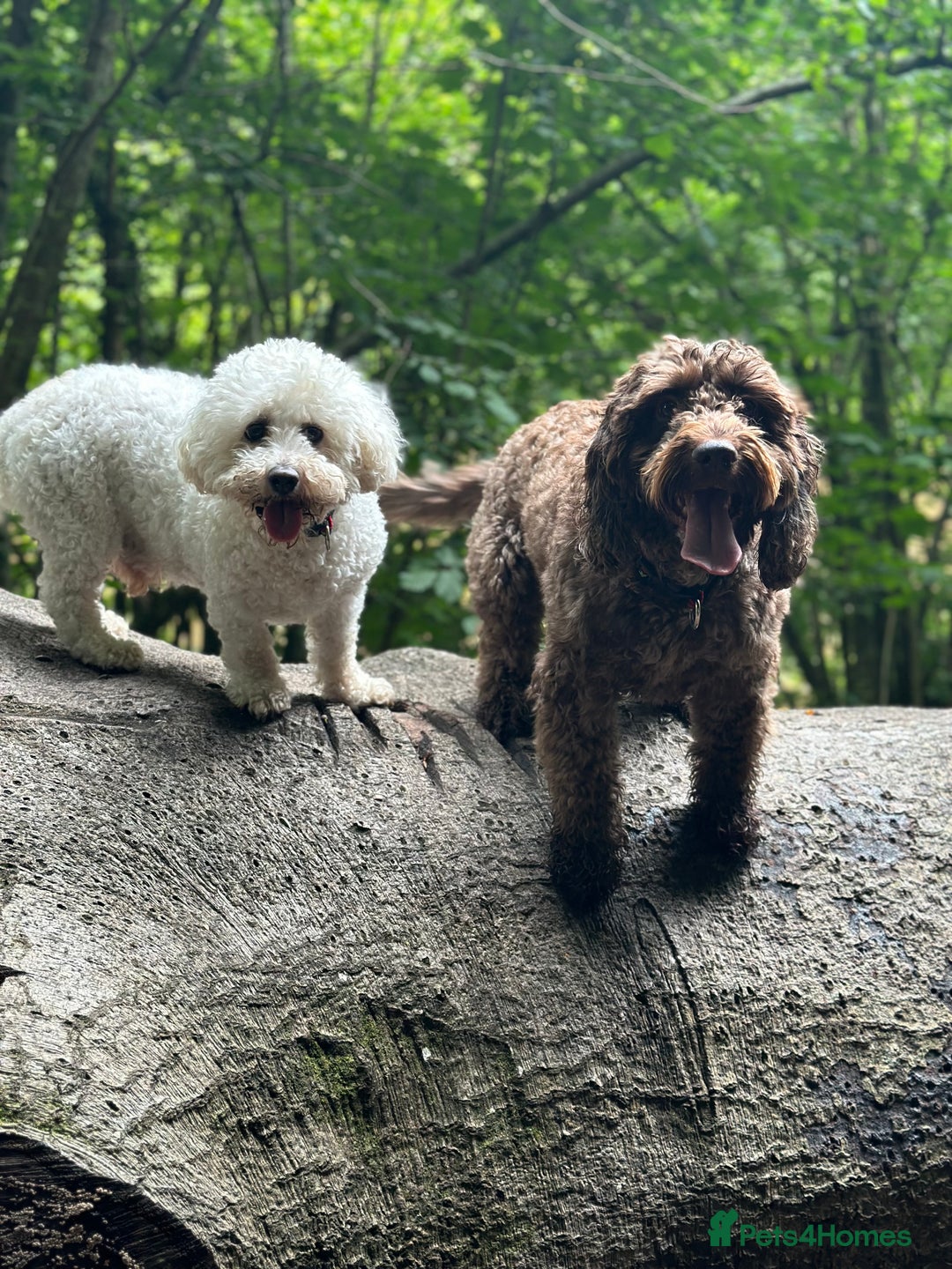 Cockapoo dogs for sale: Much Loved Cockapoo Barney - Advert 8