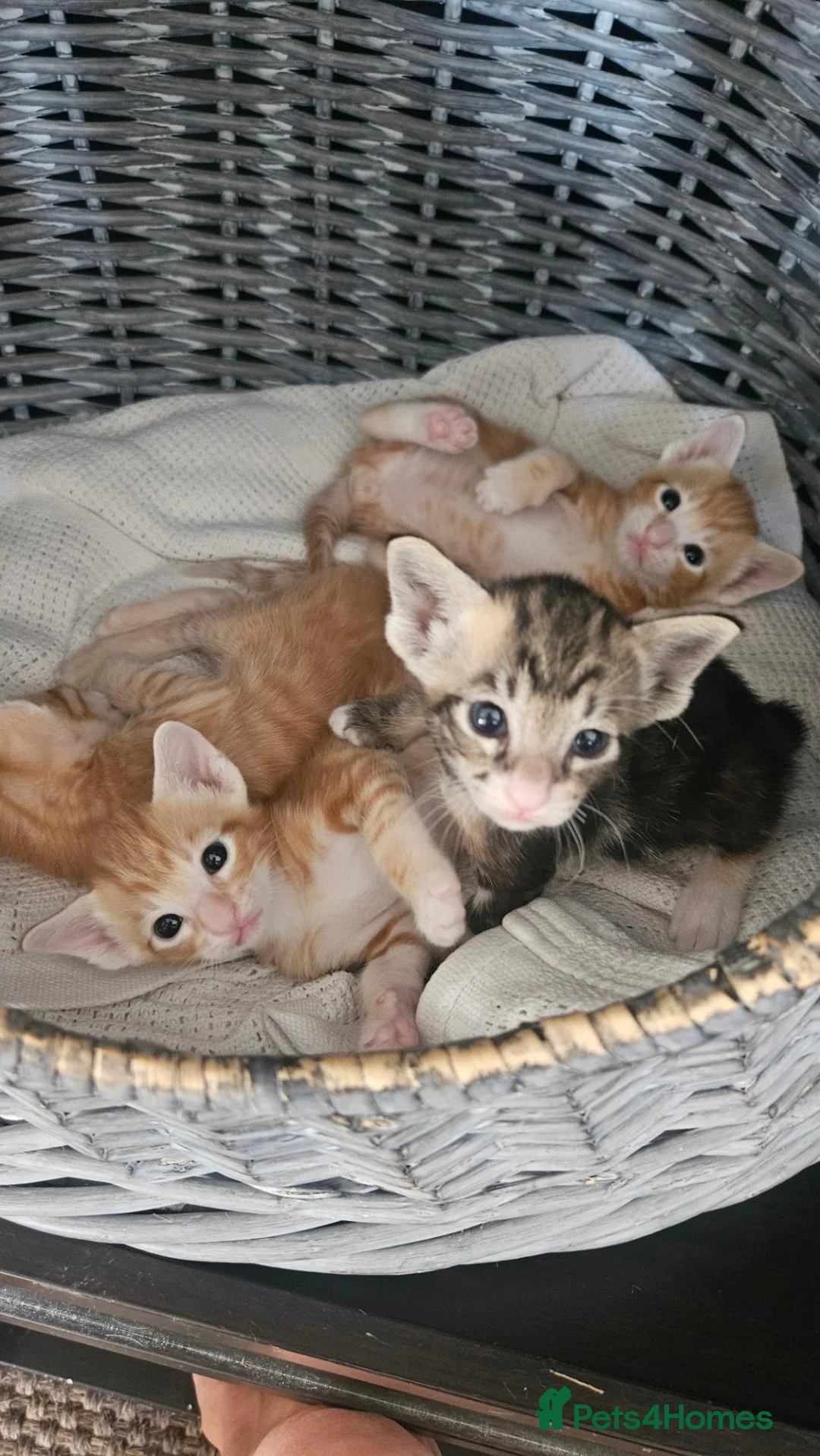 Mixed Breed cats for sale: Beautiful Oriental-Cross Kittens – 3 Boys & 1 Girl - Advert 18