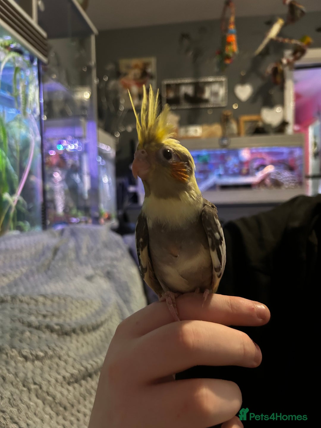 Cockatiels birds for sale:  Baby Cockatiels for sale - Advert 3