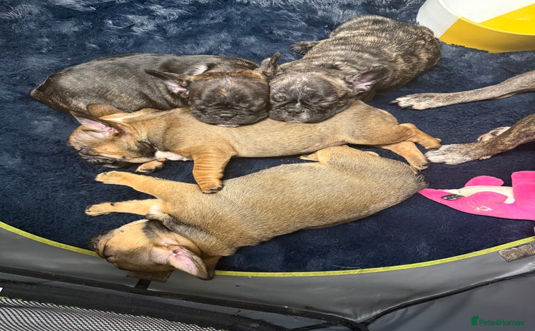 French Bulldog dogs Stunning French bulldog puppies - Advert 1