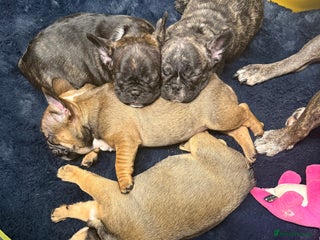 French Bulldog dogs Stunning French bulldog puppies - Advert 7