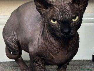 Sphynx cats Proven TICA Bambino sphynx for Stud - Advert 6